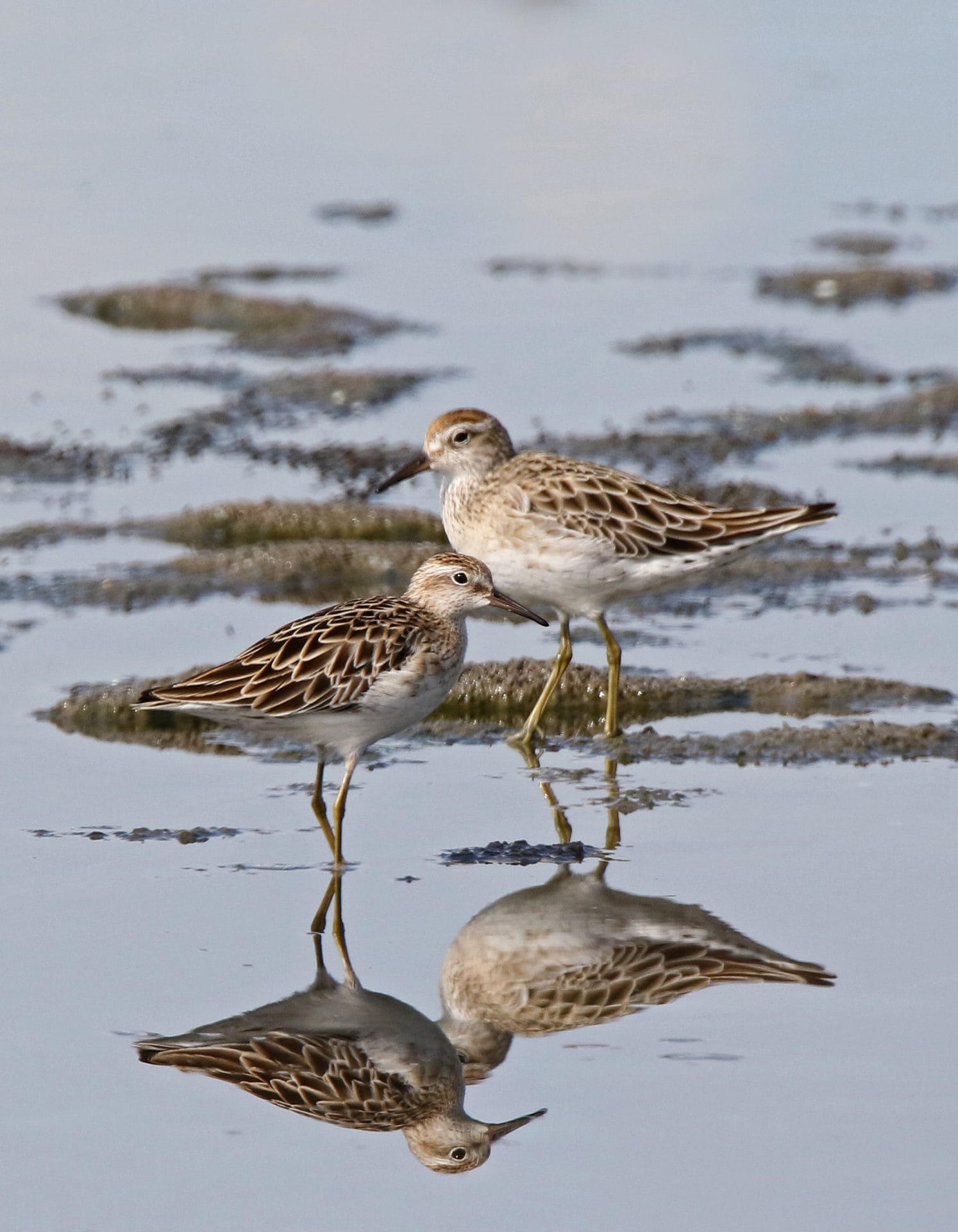 #9 Sharp-tailed Sandpiper. Photo by Pete SImpson.