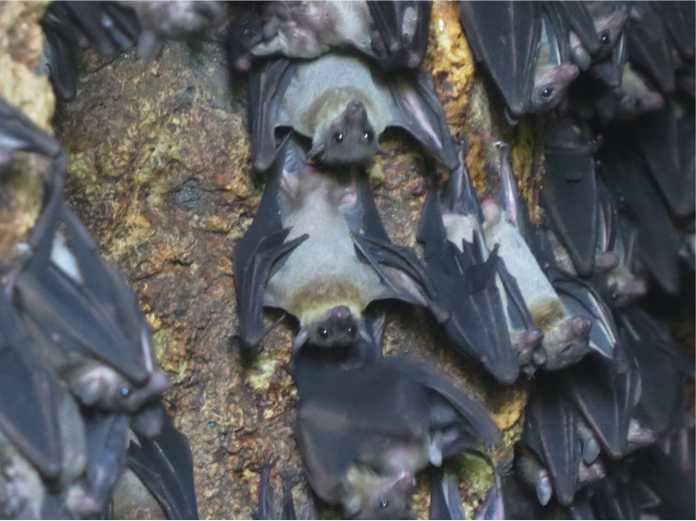 Thousands of Geoffrey’s Fruitbat hanging and seen from a cave in Danjugan. Photo by Mark B.