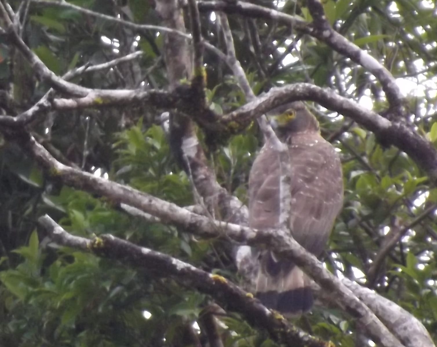 Philippine Serpent Eagle, along the road to Infanta, Quezon, March, 2013. Photo by Linda Gocon.