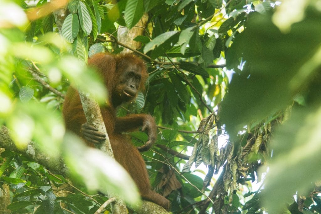 orangutan – Wild Bird Club of the Philippines