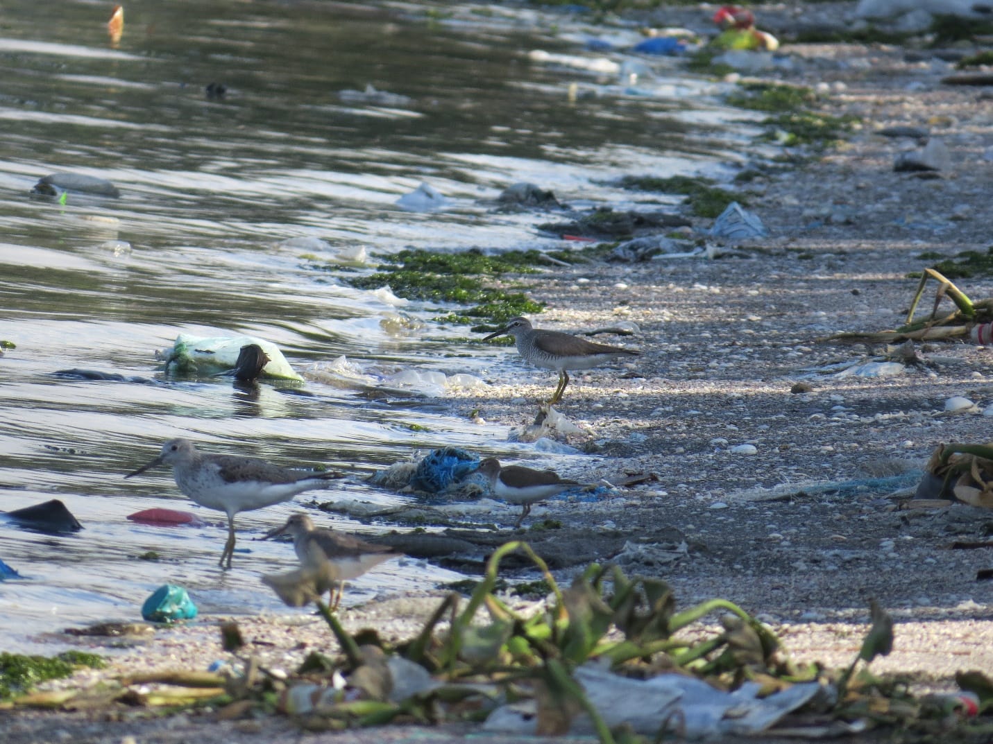 Shorebirds Birding 101 From the Non-Expert – Wild Bird Club of the ...