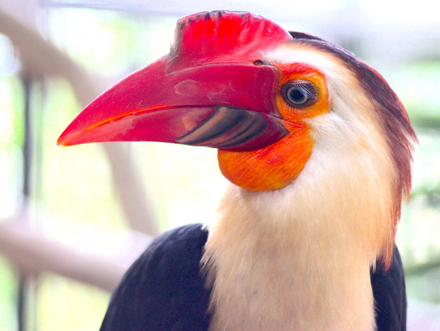 Hornbills of the Philippines Wild Bird Club of the Philippines