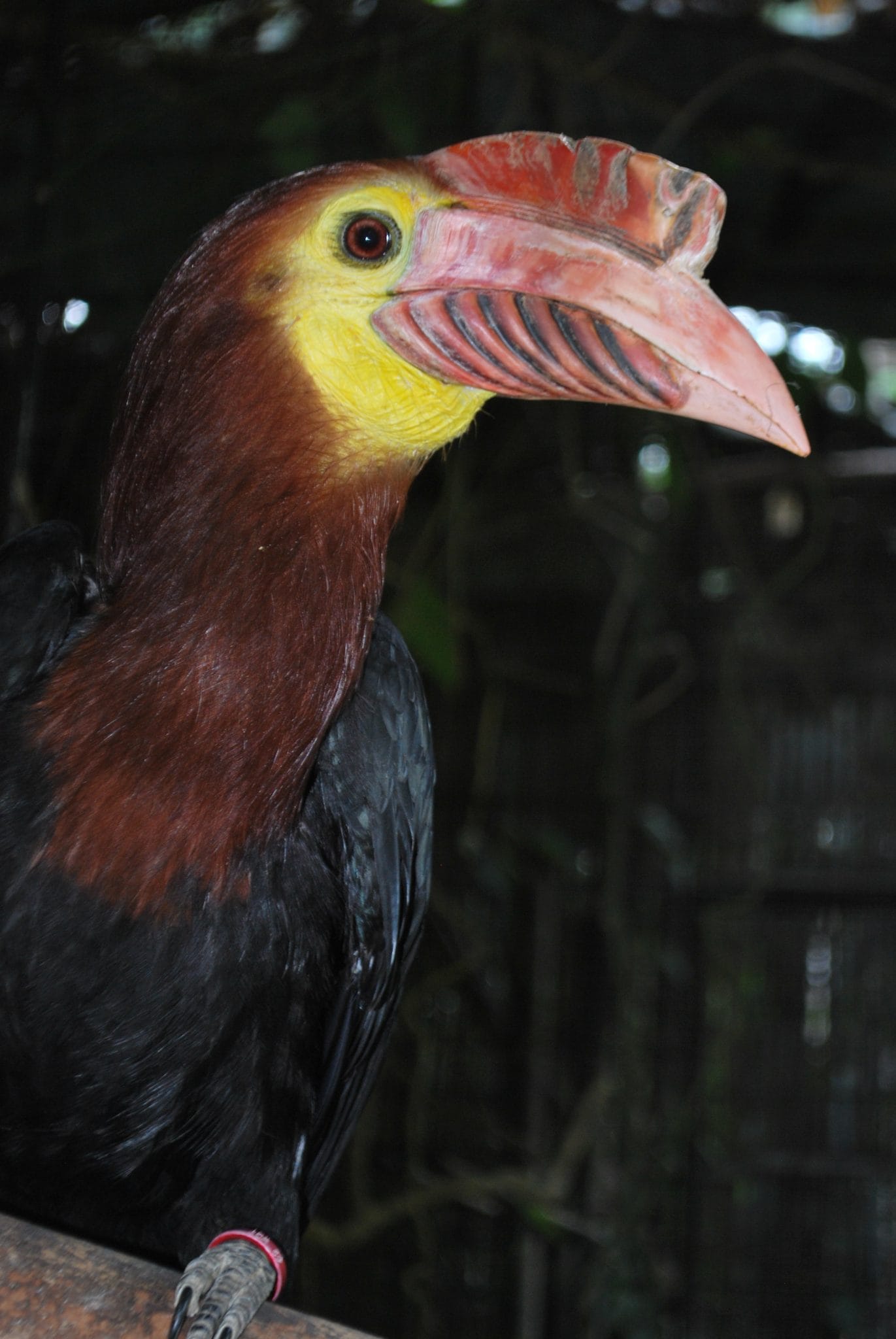 Hornbills of the Philippines – Wild Bird Club of the Philippines