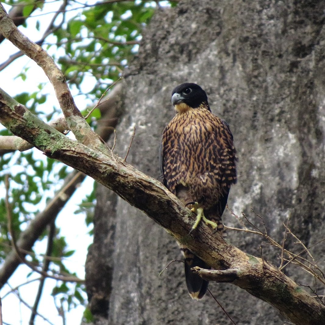 5 Most Common Urban Migratory Birds in the Philippines – Wild Bird Club ...